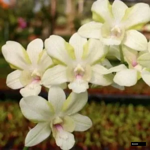 Dendrobium Creamy Orchid Plant