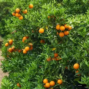 Chhatoki Orange Tree