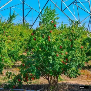 Australian Anar Plant