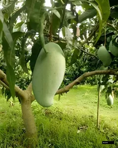Kiujai Mango