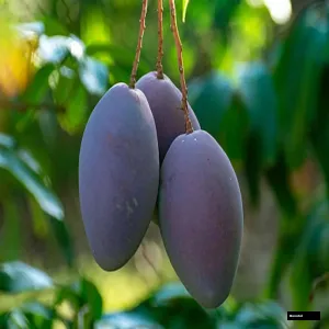 Namdokmai Simong Mango