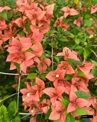 Brezza Peach Bougainvillea