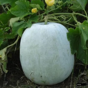 kohla fruit Plant
