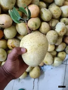 Gourmoti Mango Grafted