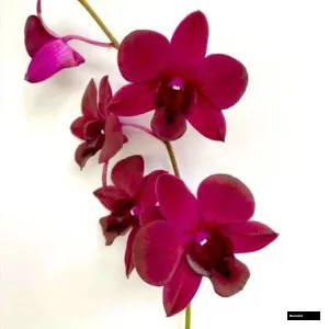 Red Town Den Seedling