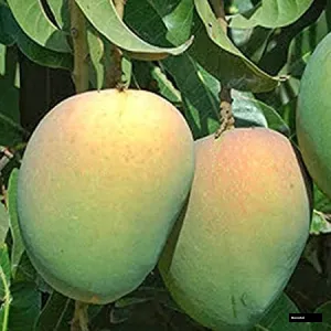 Kanan Bhog Mango Plant