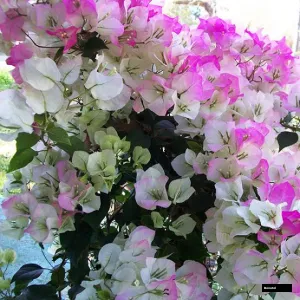 Mary Palmer Special (rooted) Bougainvillea