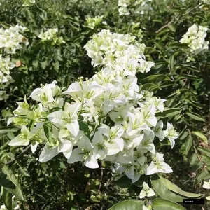 Subhra (rooted) Bougainvillea