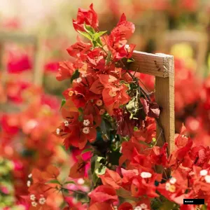 Sunset Orange (Rooted) Bougainvillea
