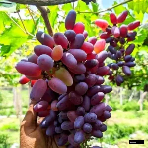 Bykunur Grape