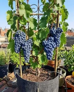 Joy Seedless Grapes Tree