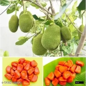 Pink Jackfruit Alltime Plant