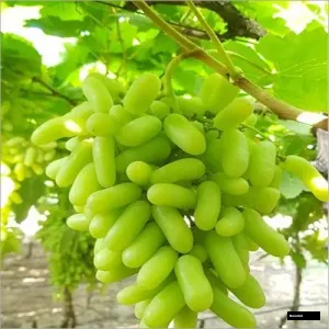 Thmpson Grape