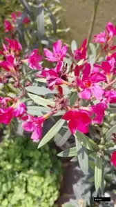 Breeza Purple Variegated Bougainvillea Plant