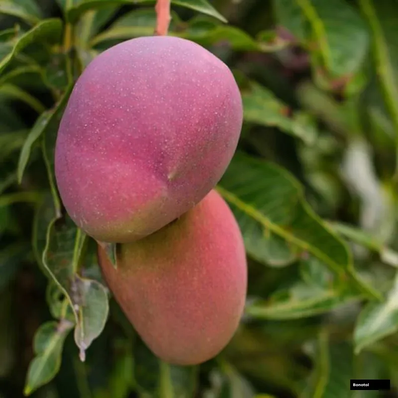 Red Palmer Mango