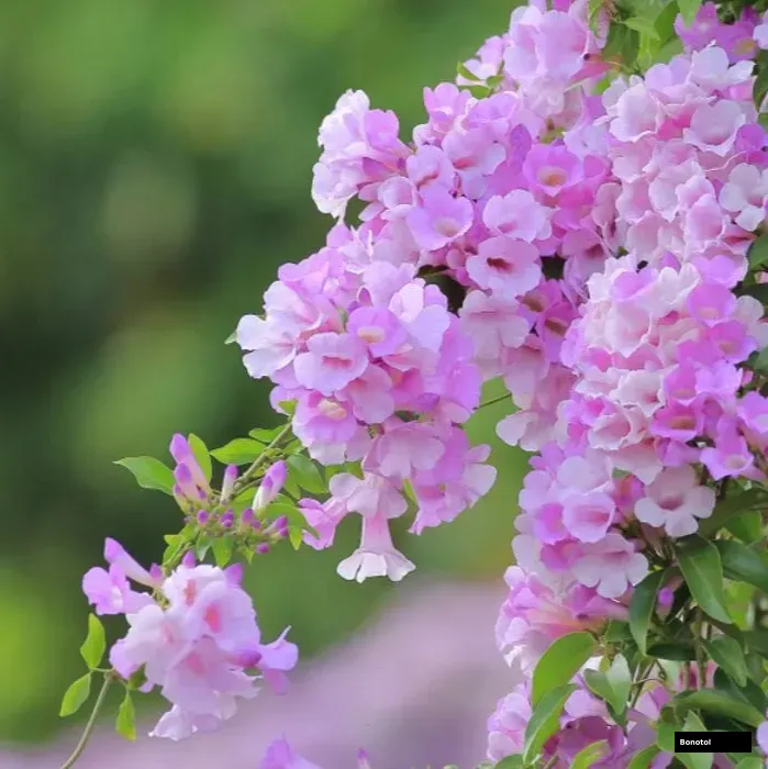 Garlic vine-Mansoa alliacea-রসুনলতা